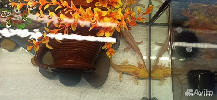 Аксолотль с аквариумом