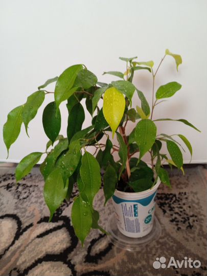 Фикус Бенджамина Реджинальд