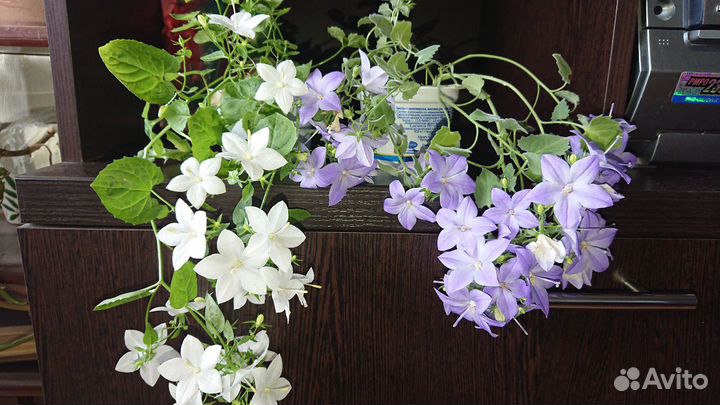 Кампанула (