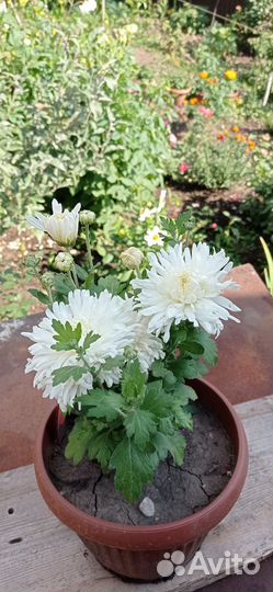 Корейская хризантема