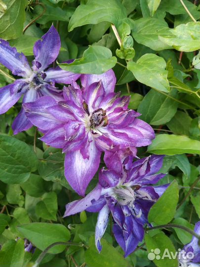 Растения для сада