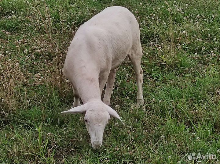 Катумские овцы