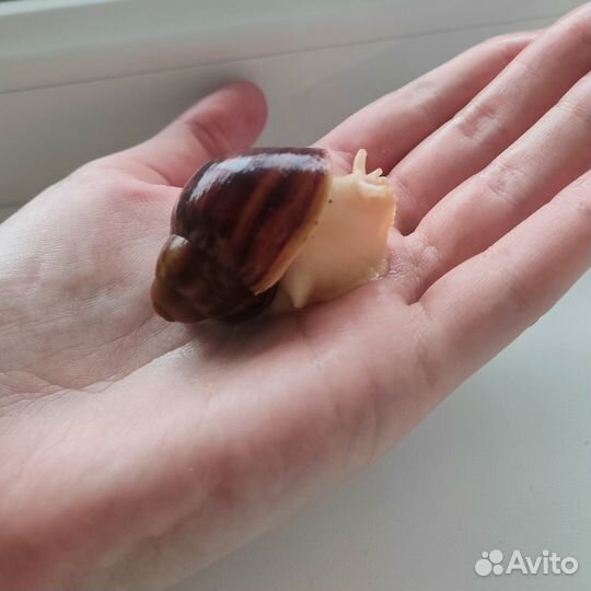 Архахатина паулаэрти альбино