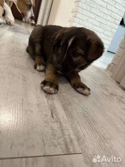 Щенок сторожевой