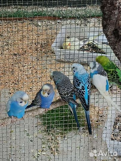 Волнистый попугай