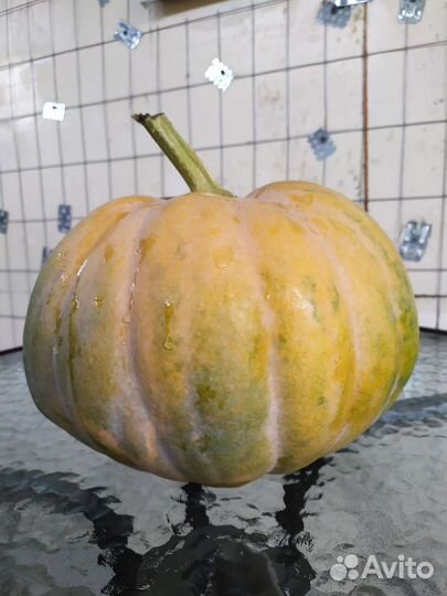 Тыква матильда