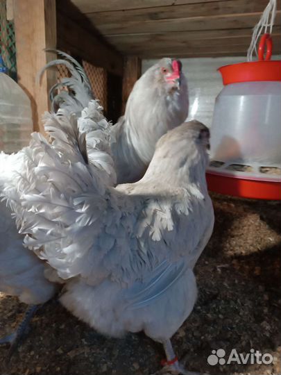 Амераукана лаванда