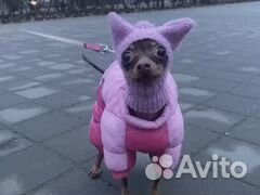 Выгул собак