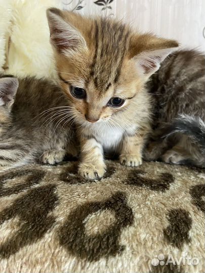 Кошки в добрые руки