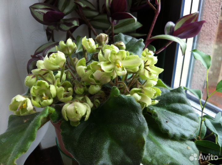 Фиалка Сенполия комнатное домашнее растение