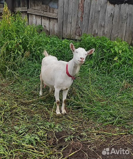 Коза дойная комолая и козочка