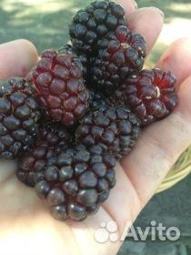 Ежемалина Бойсенберри