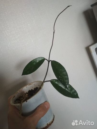 Хойя карноза