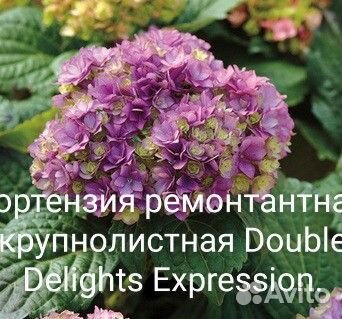 Гортензия крупнолистная махровая