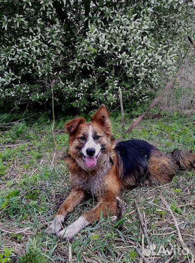 Собака в добрые руки