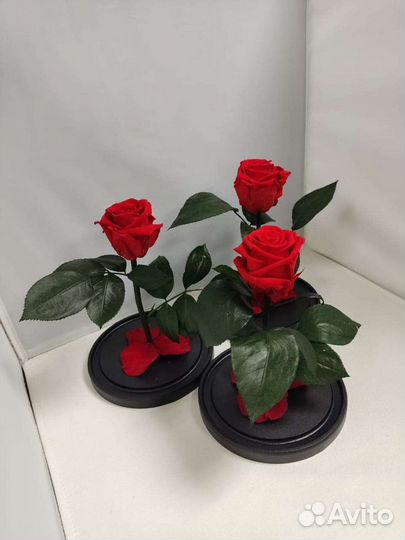 Роза в колбе оптом и в розницу