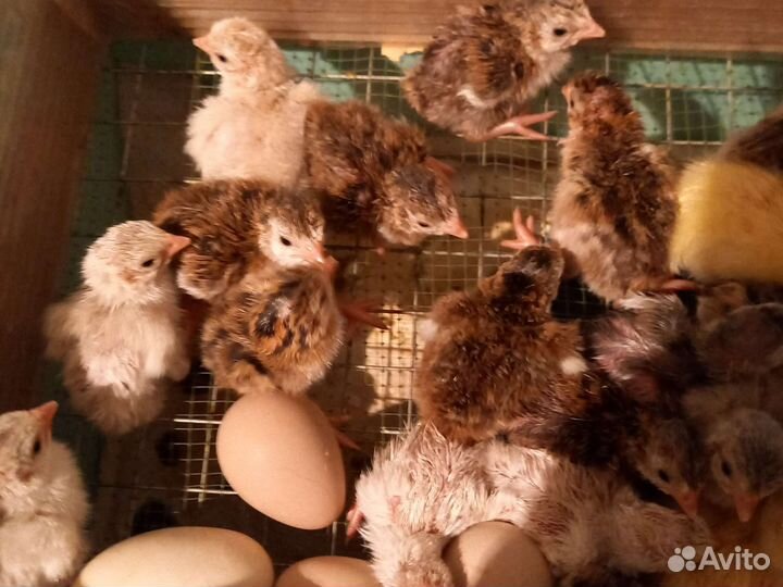 Цесарята и инкубационное яйцо