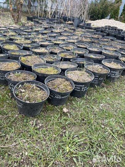 Растения для сада