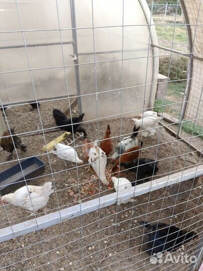 Цыплята несушки