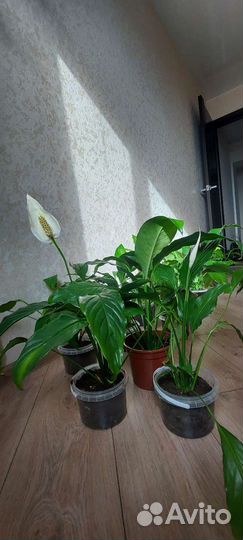 Спатифиллум, спатифилум женское счастье, 8 марта