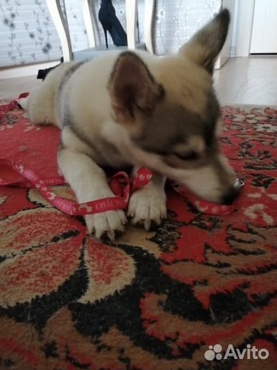 Щенок помесь с хаски девочка