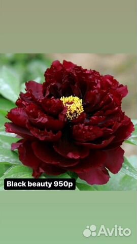 Пион Black Beauty