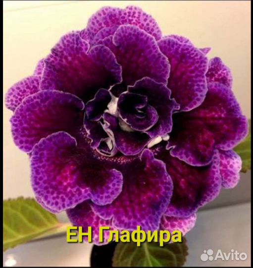 Глоксиния. Листы, клубни, детки