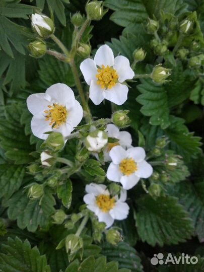 Клубника рассада