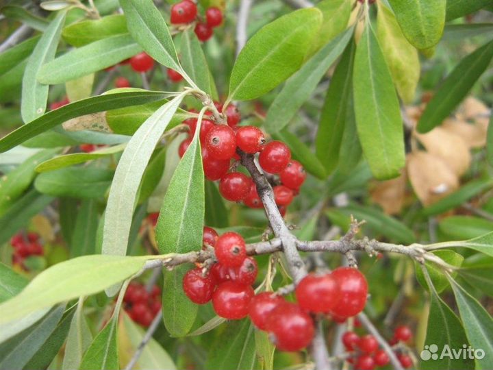 Шефердия серебристая, семена