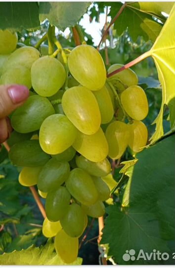Саженцы винограда