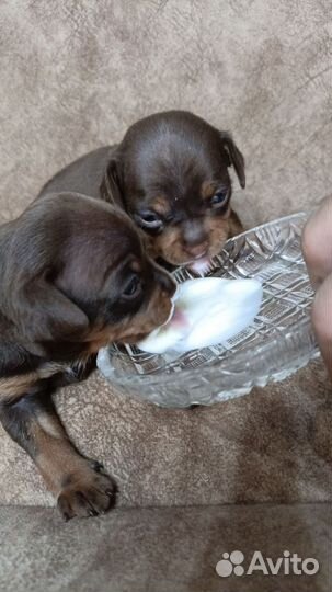 Той-терьер щенки