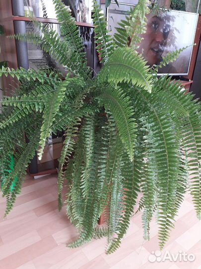 Папоротник комнатный