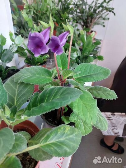 Глоксиния в горшке