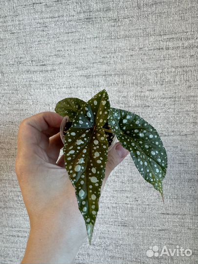 Бегония pseudolubbersil