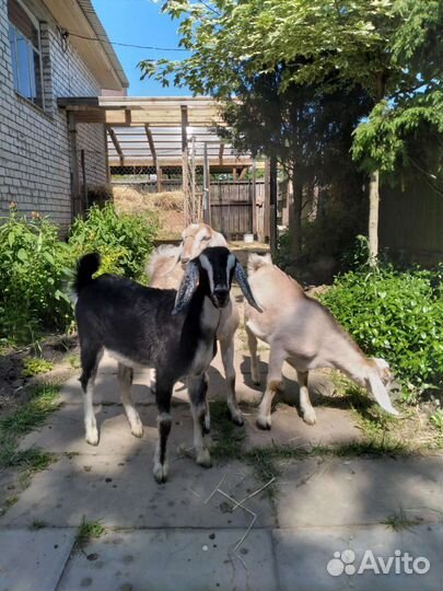 Англо-нубийские козы и козел