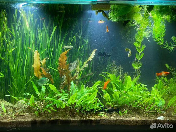 Гуппи, Меченосцы(рубин)