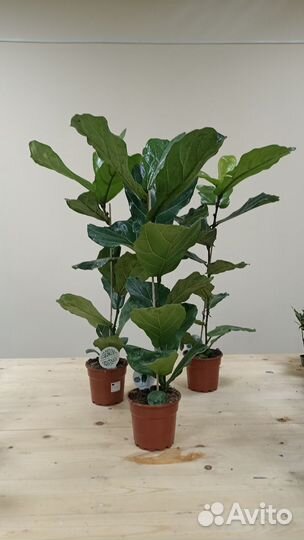 Фикус лирата колумнарис