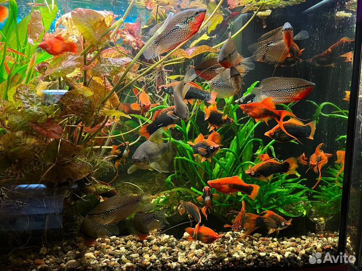 Гуппи,Меченосцы,гурами,коридорасы,корма
