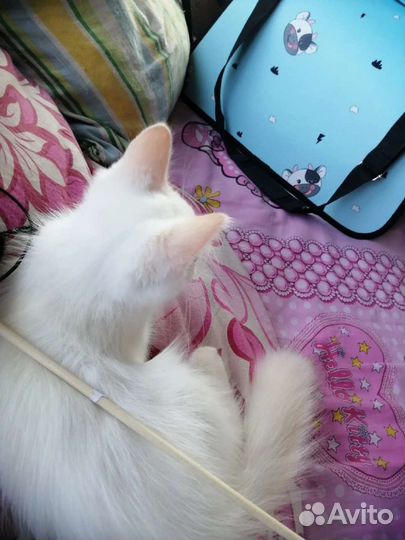 Мальчишки мишки