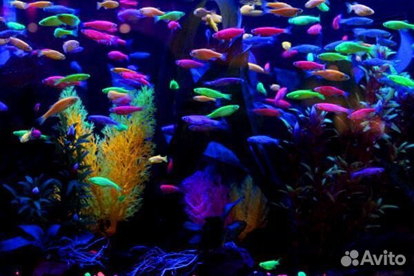 Стеклянный индийский сомик