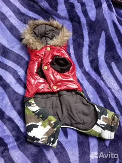 Одежда для животных