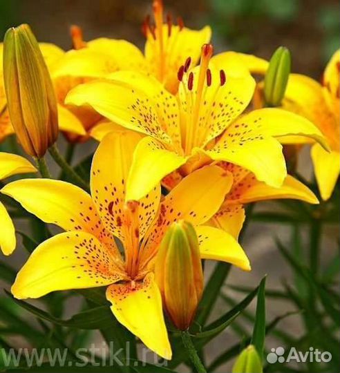 Продам лилии, нарциссы и другие цветы