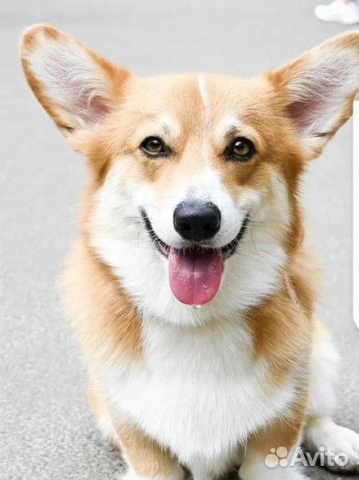 Передержка животных