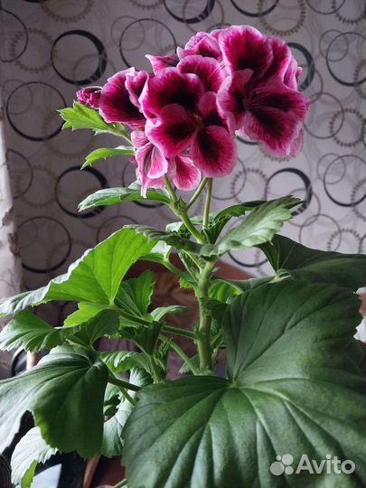 Пеларгония герань