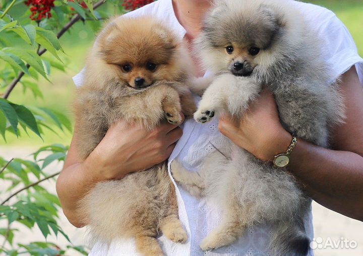 Щенки шпица