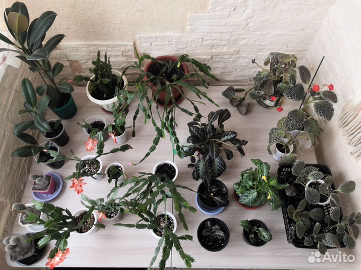 Комнатные цветы