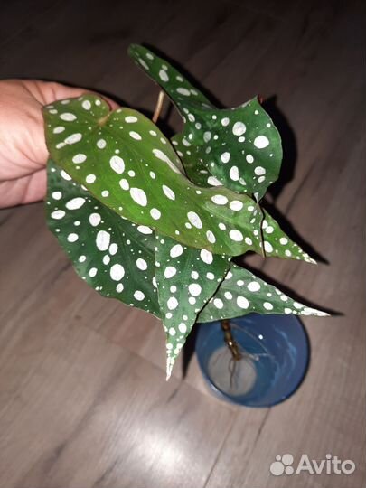 Бегония Макулата