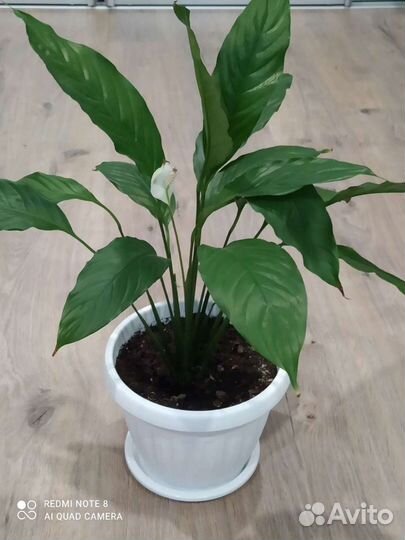 Спатифиллум