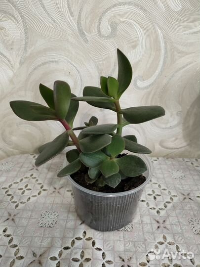 Толстянка(денежное дерево)