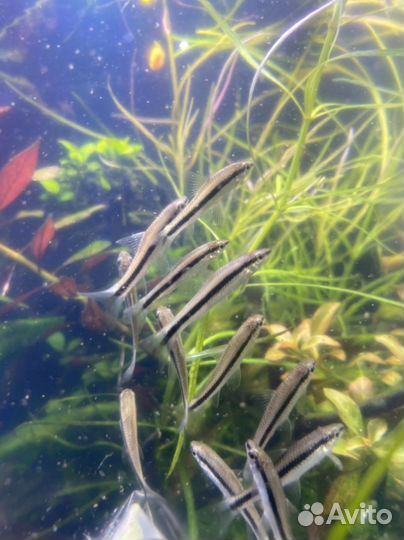 Аквариумные рыбки Водорослеед Цветной Петушок